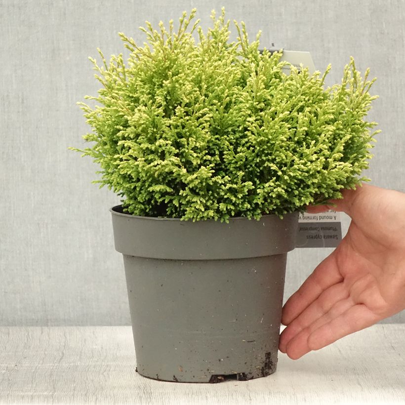 Esimerkki kesällä toimitetusta Chamaecyparis pisifera Plumosa Compressa - Cyprès Sawara nain Pot de 2L/3L-taimesta