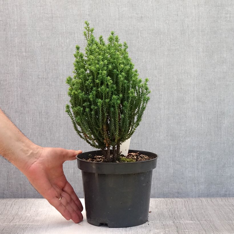 Esimerkki kesällä toimitetusta Pallosypressi Blue Rock Ruukku 2L / 3L-taimesta