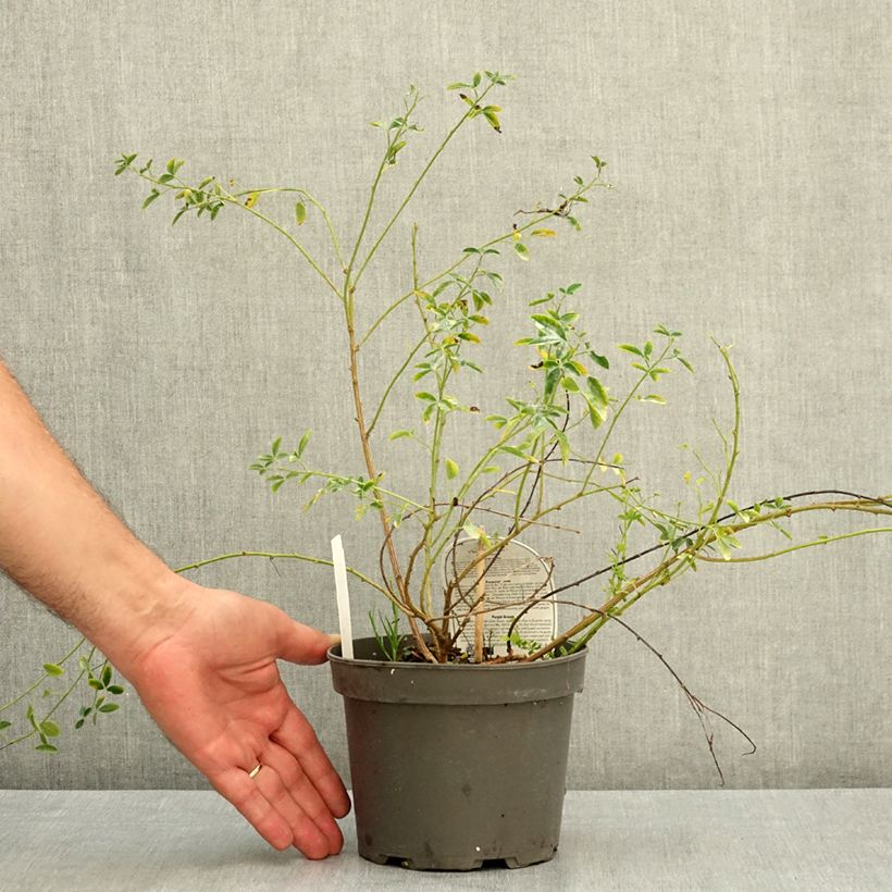 Esimerkki kesällä toimitetusta Punavihma - Chamaecytisus purpureus 3 litran/4 litran ruukku-taimesta