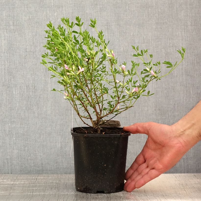 Esimerkki keväällä toimitetusta Punavihma - Chamaecytisus purpureus Pot de 3L/4L-taimesta