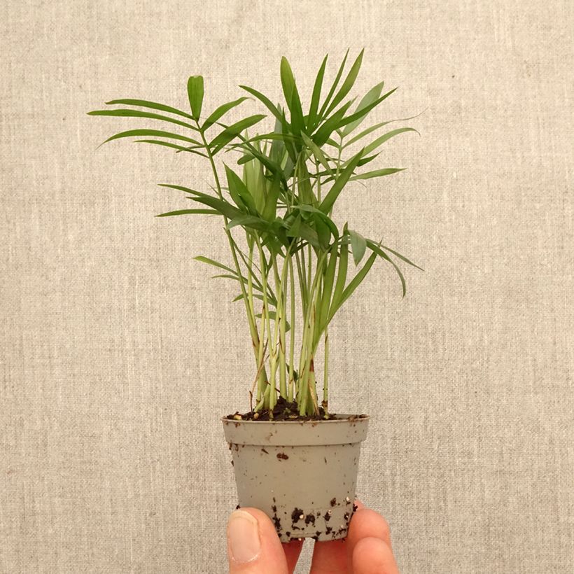 Esimerkki keväällä toimitetusta Sirovuoripalmu - Chamaedorea elegans Minikasvi-taimesta