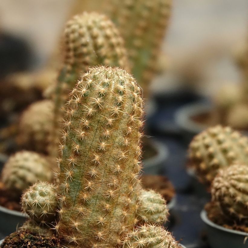 Chamaelobivia Paolinae (Lehvistö)