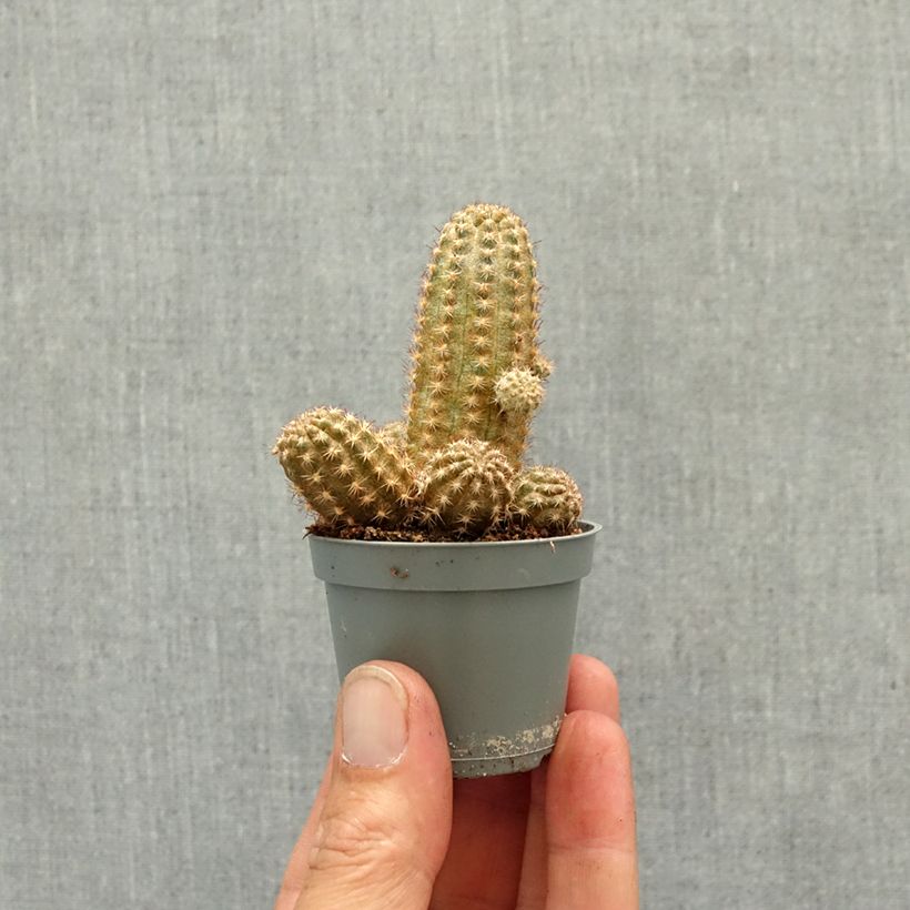 Esimerkki keväällä toimitetusta Chamaelobivia Paolinae Mini-plante-taimesta