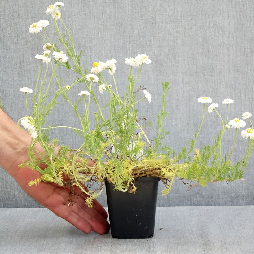 Esimerkki kesällä toimitetusta Jalosauramo Flore Pleno Taimiruukku 8/9 cm-taimesta