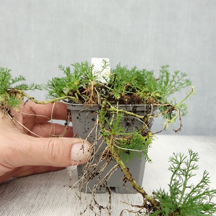 Esimerkki syksyllä toimitetusta Jalosauramo Flore Pleno 8/9 cm taimiruukku-taimesta