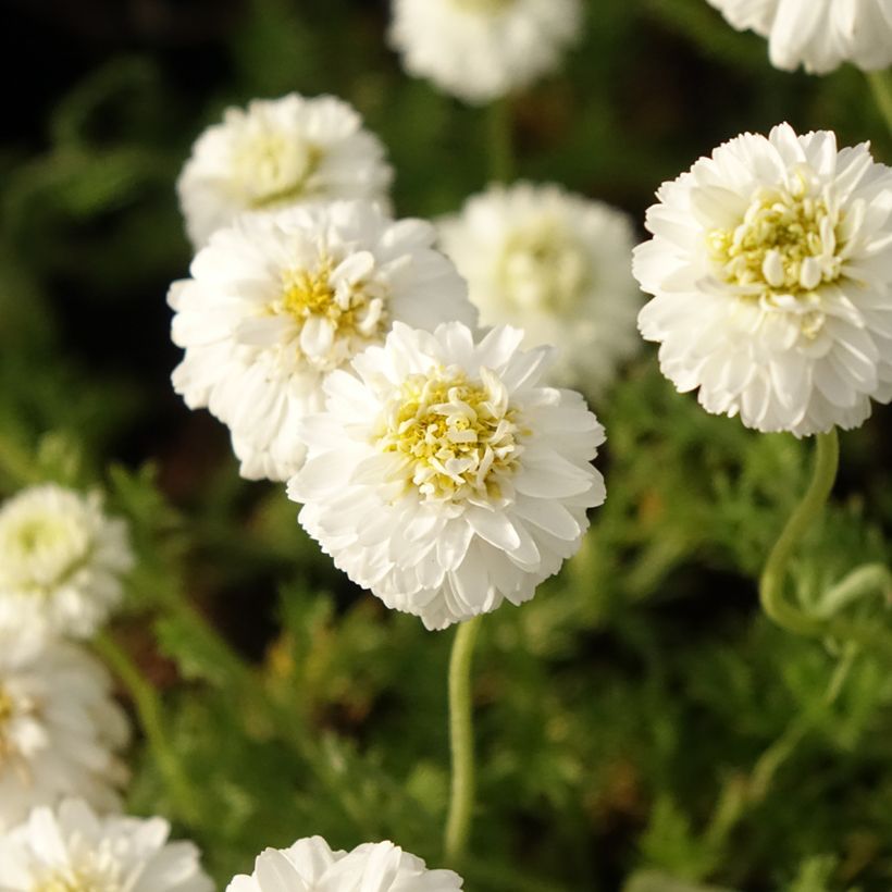 Jalosauramo Flore Pleno (Kukinta)