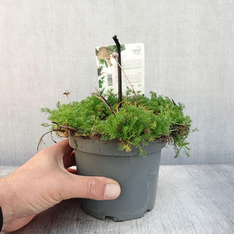 Esimerkki syksyllä toimitetusta Chamaemelum nobile Flore Pleno Pot de 1,5L/2L-taimesta