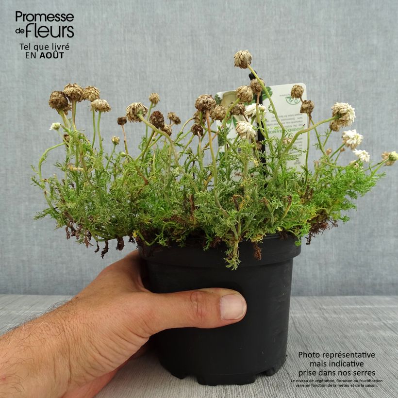 Esimerkki kesällä toimitetusta Jalosauramo Flore Pleno Ruukku 1,5L / 2L-taimesta