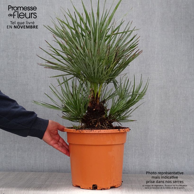 Esimerkki syksyllä toimitetusta Kääpiöpalmu - Chamaerops humilis var. cerifera 7,5 litran / 10 litran ruukku-taimesta