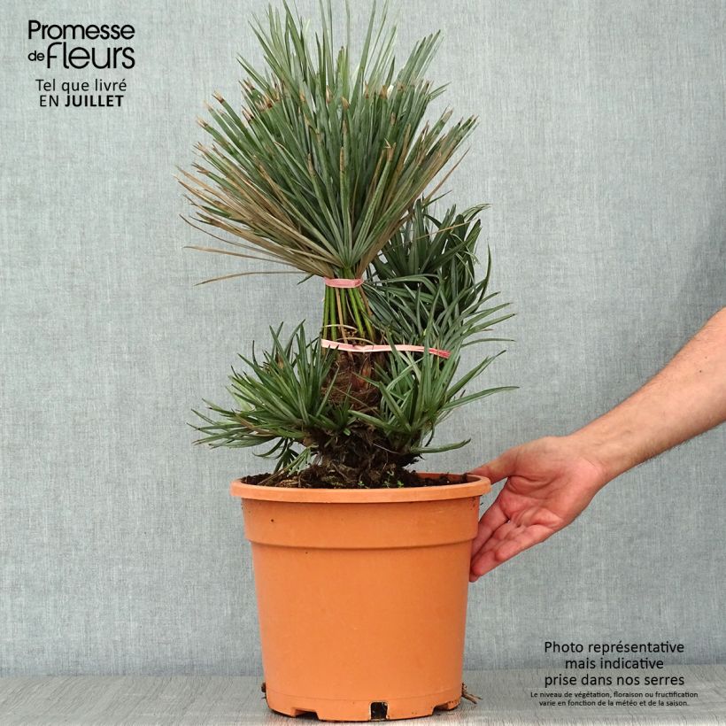 Esimerkki kesällä toimitetusta Kääpiöpalmu var. cerifera Pot de 7,5L/10L-taimesta