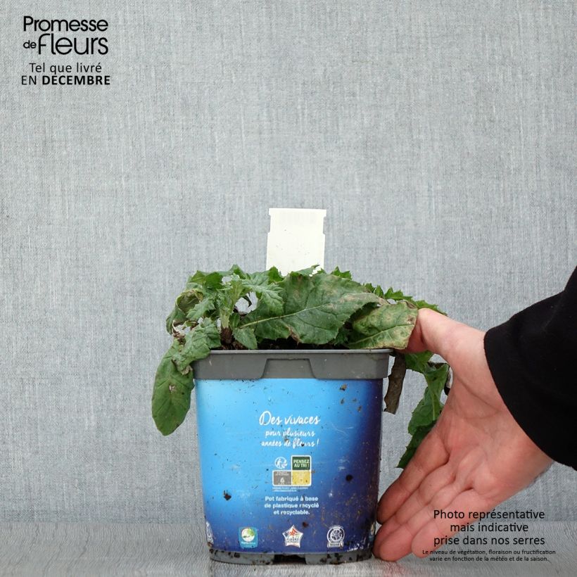 Esimerkki syksyllä toimitetusta Otapallo-ohdake - Echinops ritro 2 litran/3 litran ruukku-taimesta