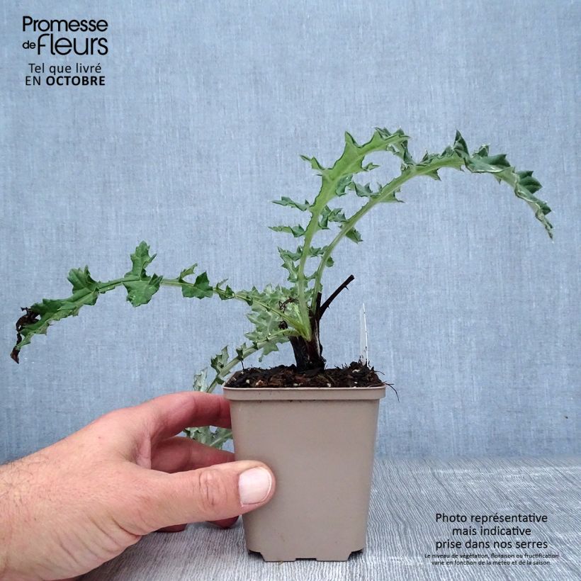 Esimerkki syksyllä toimitetusta Valkopallo-ohdake Arctic Glow 8/9 cm taimiruukku-taimesta