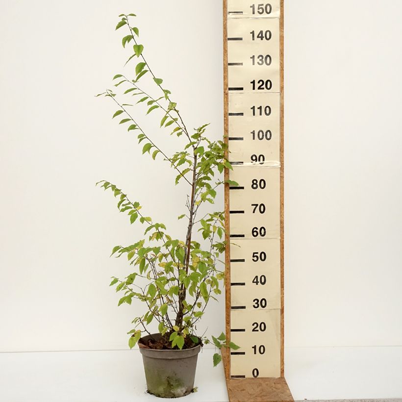 Esimerkki syksyllä toimitetusta Euroopanhumalapyökki - Ostrya carpinifolia 7,5 litran / 10 litran ruukku-taimesta