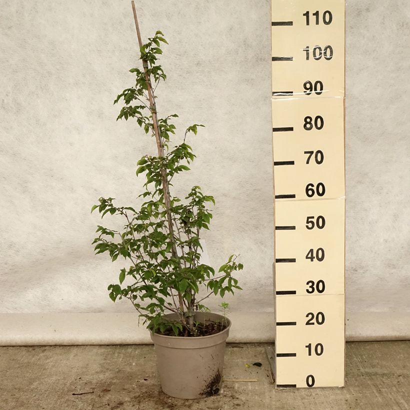 Esimerkki kesällä toimitetusta Euroopanhumalapyökki - Ostrya carpinifolia Pot de 7,5L/10L-taimesta