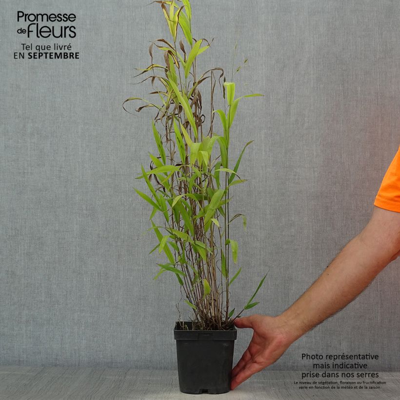 Esimerkki kesällä toimitetusta Nuokkutähkä - Chasmanthium latifolium Ruukku 2L / 3L-taimesta