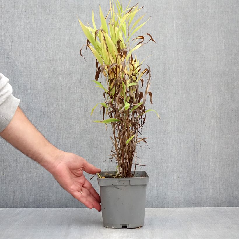 Esimerkki syksyllä toimitetusta Nuokkutähkä - Chasmanthium latifolium 2 litran/3 litran ruukku-taimesta