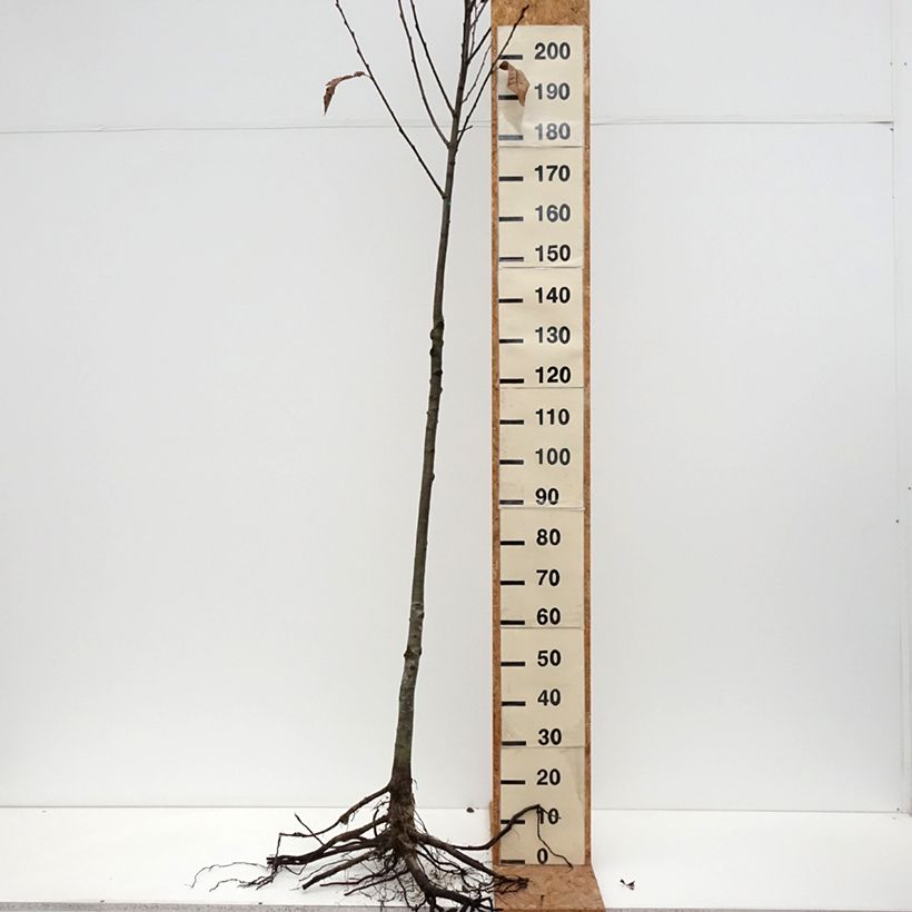 Esimerkki talvella toimitetusta Jalokastanja - Castanea sativa Paljaat juuret, Runko-taimesta