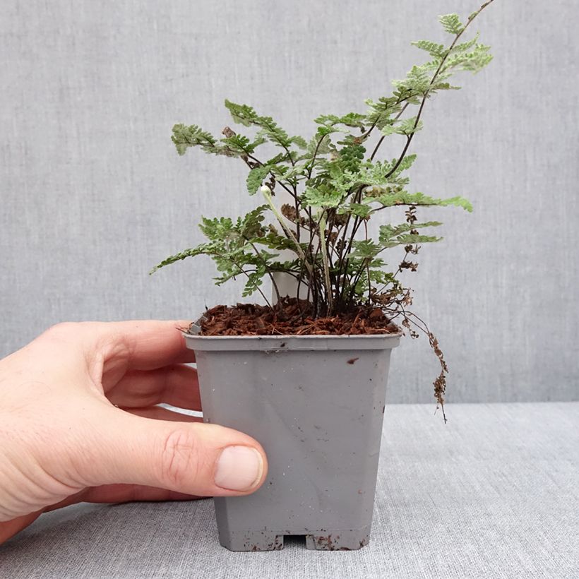 Esimerkki talvella toimitetusta Kietosaniainen Cimbra 8/9 cm taimiruukku-taimesta
