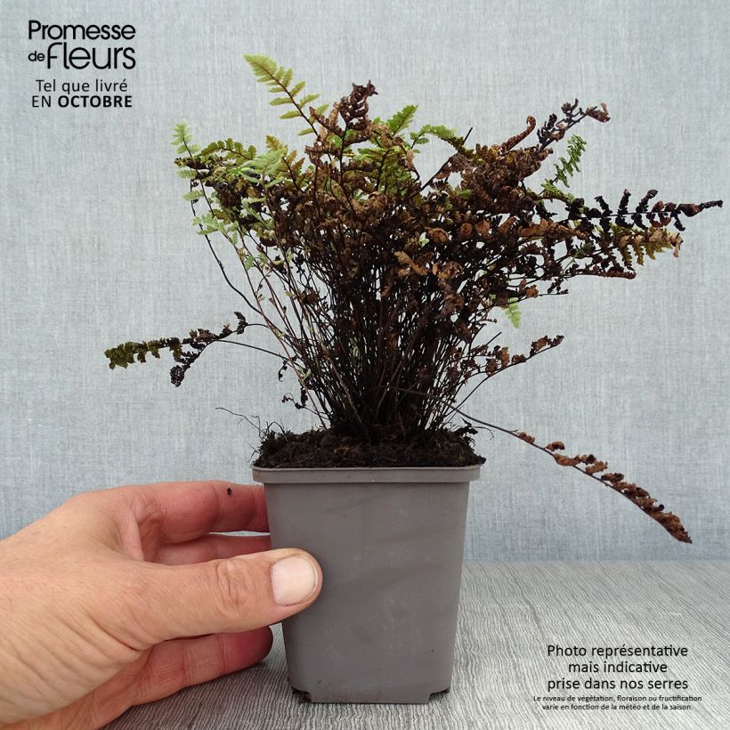 Esimerkki syksyllä toimitetusta Kietosaniainen - Cheilanthes lanosa 8/9 cm taimiruukku-taimesta