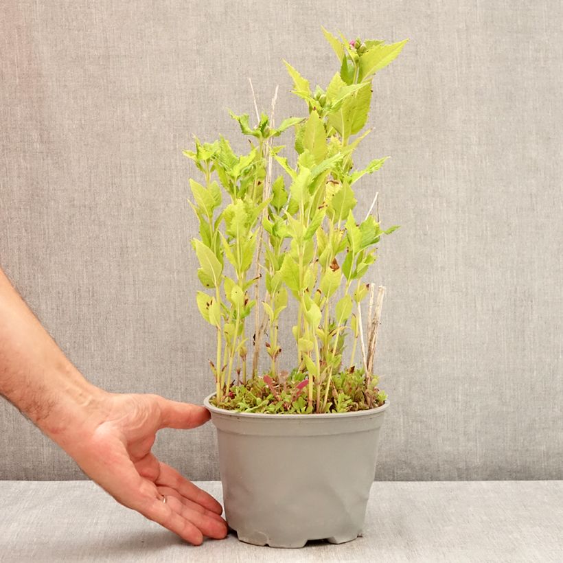 Esimerkki kesällä toimitetusta Lilakonnanyrtti - Chelone obliqua Ruukku 2L / 3L-taimesta