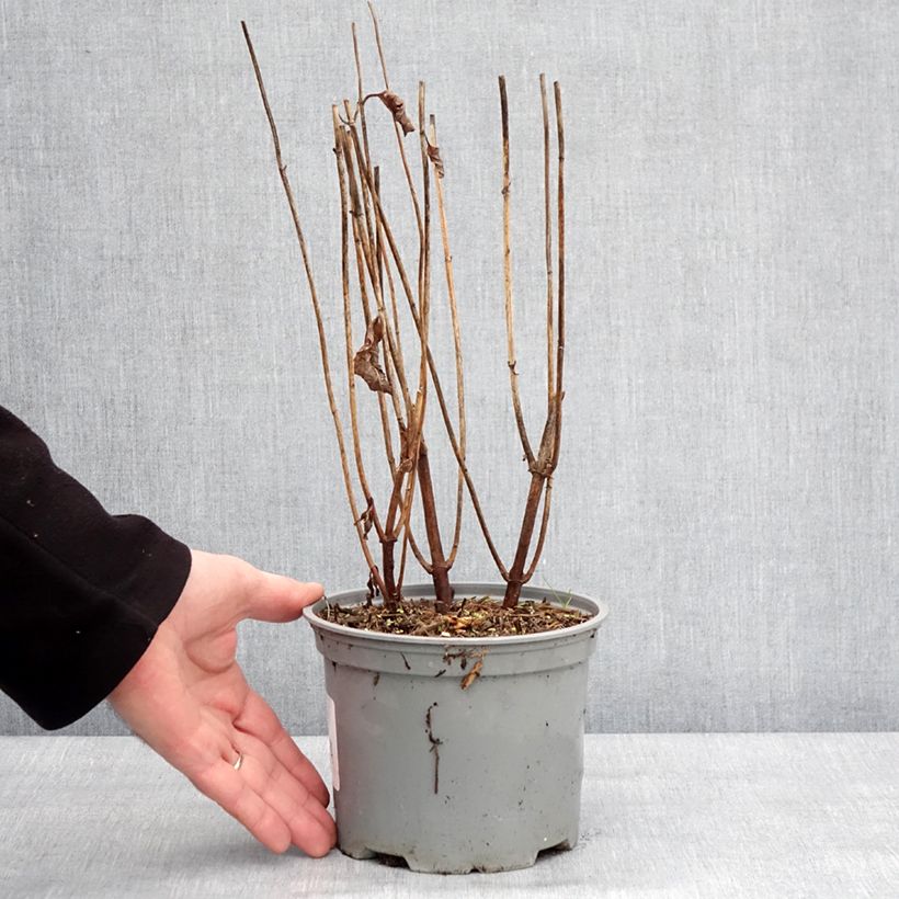 Esimerkki talvella toimitetusta Chelone obliqua - Galane oblique Pot de 2L/3L-taimesta