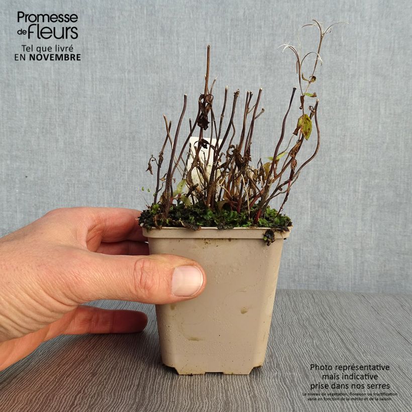 Esimerkki syksyllä toimitetusta Chelonopsis moschata 8/9 cm taimiruukku-taimesta