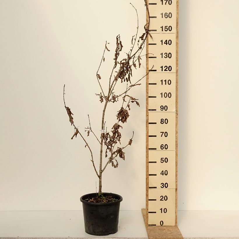 Esimerkki talvella toimitetusta Tamme Crimson spire Pot de 7,5L/10L, Baliveau-taimesta