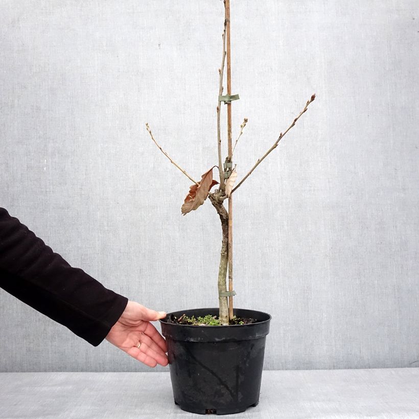 Esimerkki talvella toimitetusta Chêne de Blume - Quercus aliena Pot de 4L/5L-taimesta