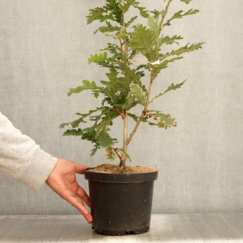 Esimerkki syksyllä toimitetusta Unkarintammi - Quercus frainetto 4 litran/5 litran ruukku-taimesta