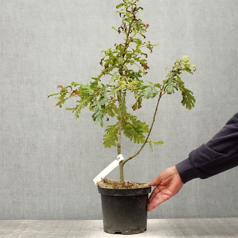Esimerkki kesällä toimitetusta Unkarintammi - Quercus frainetto Pot de 4L/5L-taimesta