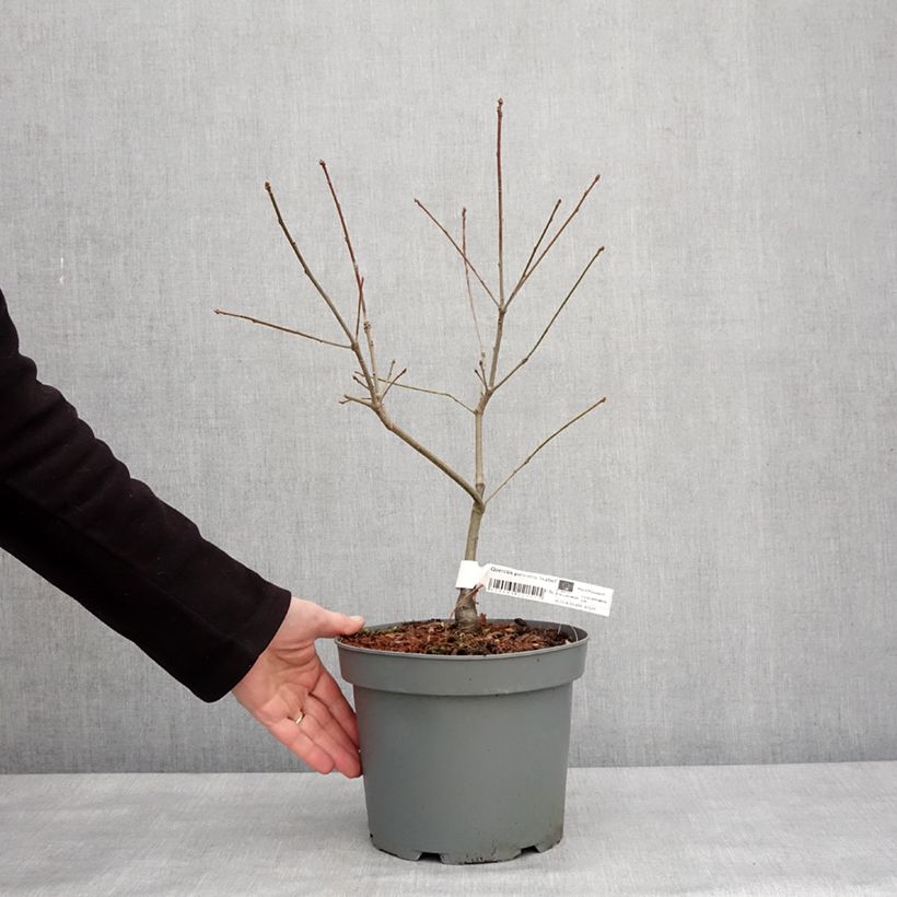 Esimerkki talvella toimitetusta Chêne des marais nain - Quercus palustris Isabel Pot de 4L/5L-taimesta