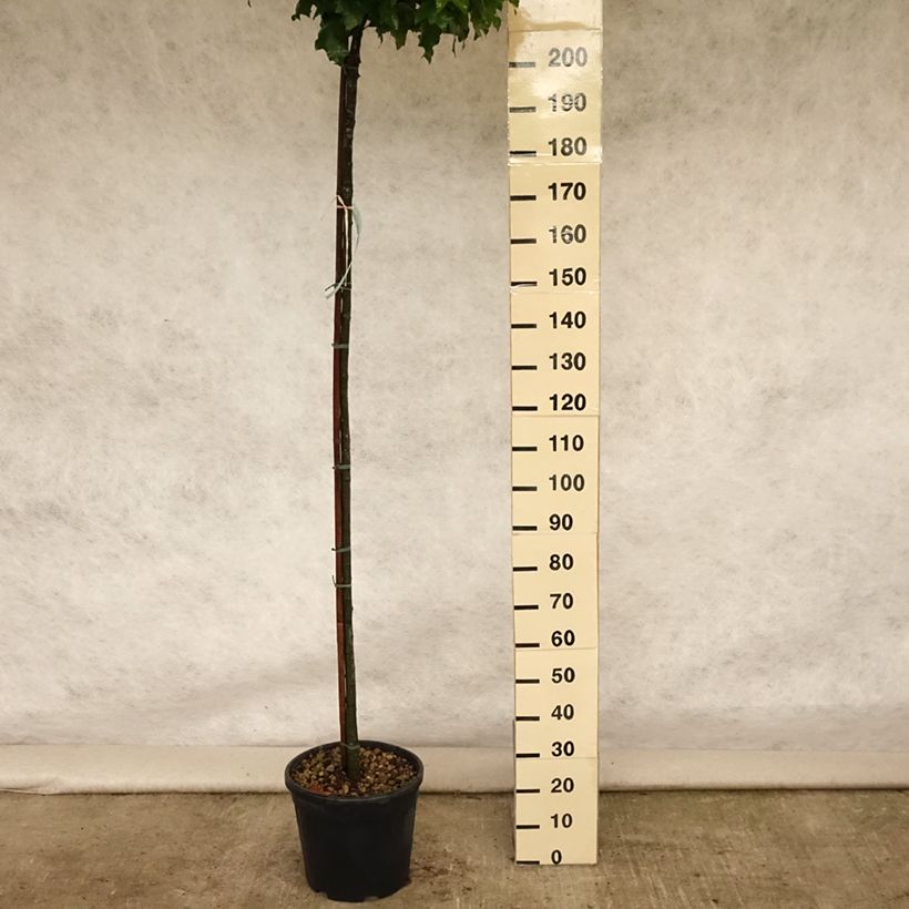Esimerkki kesällä toimitetusta Otatammi Green Dwarf Pot de 18L/20L-taimesta