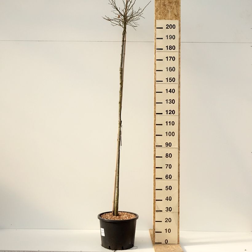 Esimerkki talvella toimitetusta Otatammi Green Dwarf 18 litran/20 litran ruukku-taimesta