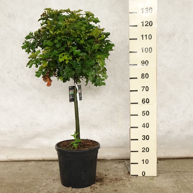 Esimerkki kesällä toimitetusta Otatammi Green Dwarf Pot de 18L/20L, Tige-taimesta
