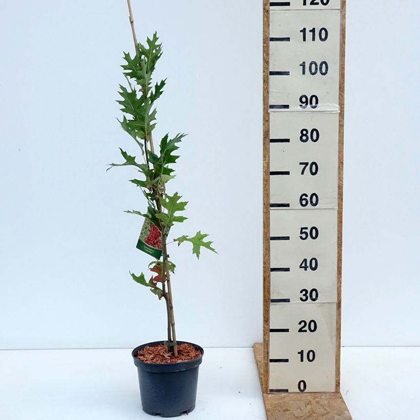 Esimerkki syksyllä toimitetusta Otatammi Green Pillar 4 litran/5 litran ruukku-taimesta