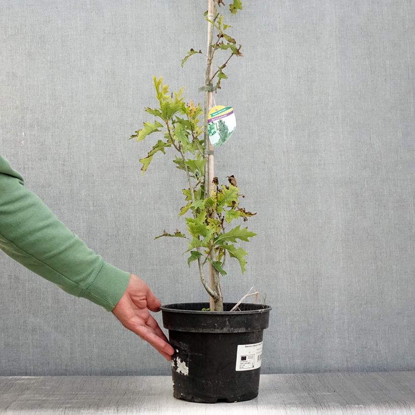 Esimerkki kesällä toimitetusta Otatammi Green Pillar Pot de 4L/5L-taimesta