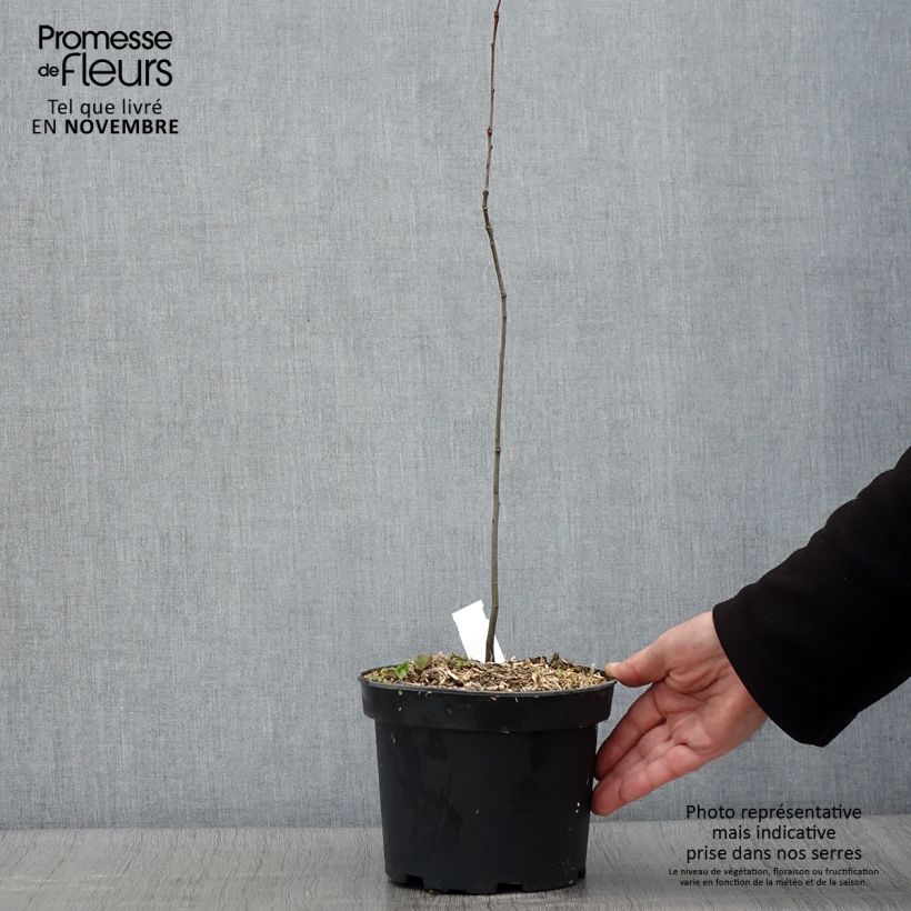 Esimerkki syksyllä toimitetusta Quercus palustris - Otatammi 3 litran/4 litran ruukku-taimesta