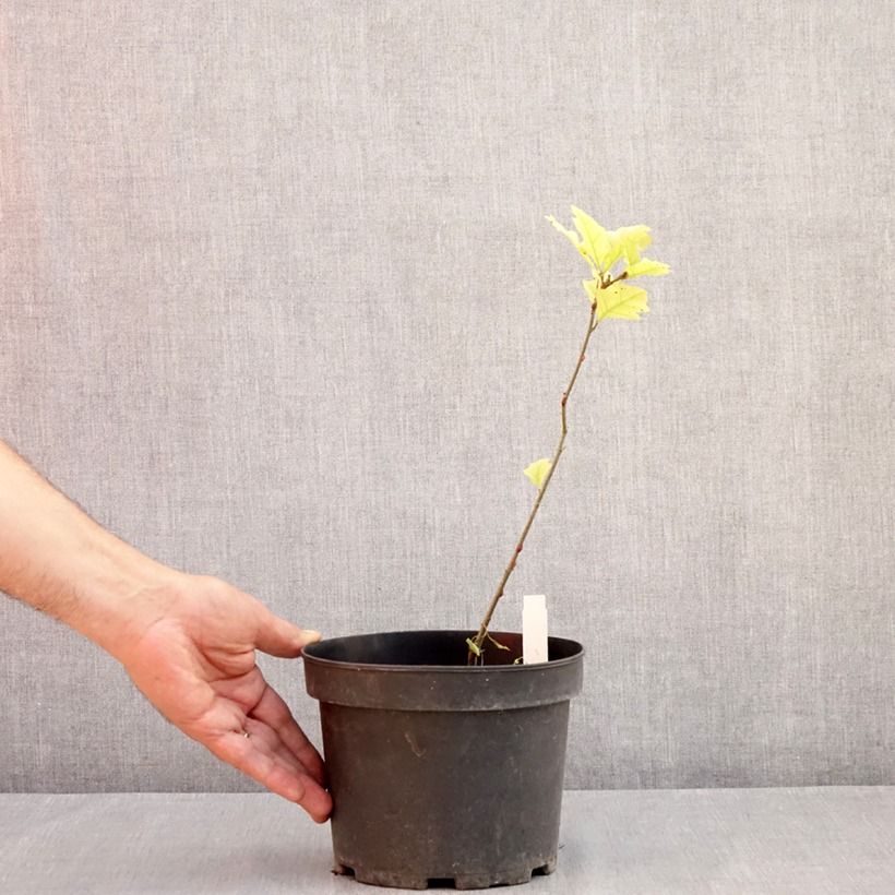 Esimerkki kesällä toimitetusta Otatammi - Quercus palustris Pot de 3L/4L-taimesta