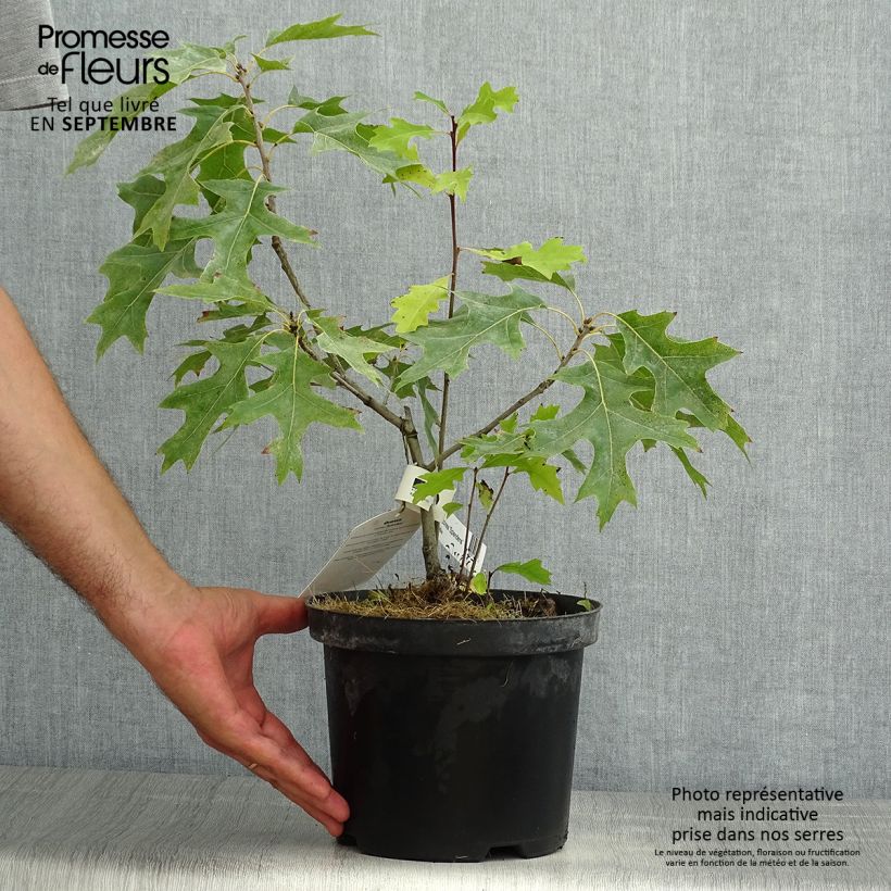 Esimerkki kesällä toimitetusta Tulitammi Splendens Pot de 4L/5L-taimesta