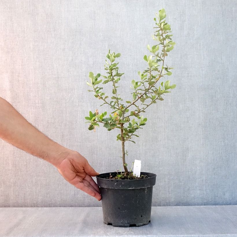 Esimerkki kesällä toimitetusta Korkkitammi - Quercus suber Pot de 3L/4L-taimesta