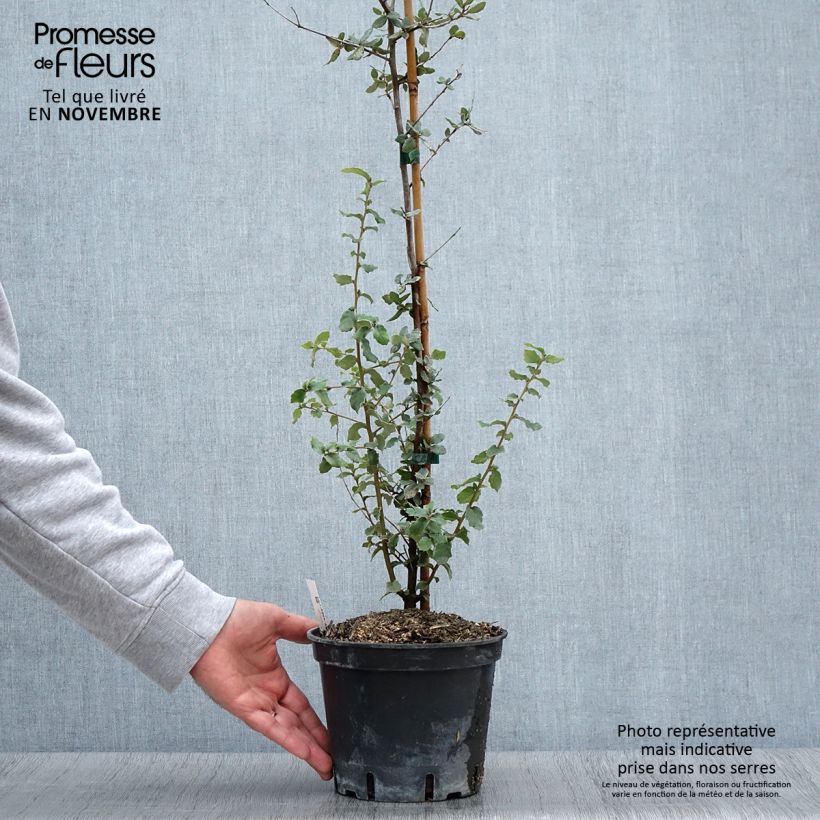 Esimerkki syksyllä toimitetusta Korkkitammi - Quercus suber 3 litran/4 litran ruukku-taimesta
