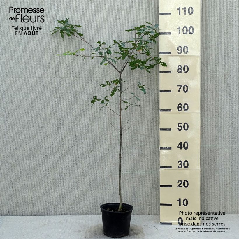 Esimerkki kesällä toimitetusta Metsätammi - Quercus robur Ruukku 2L / 3L-taimesta