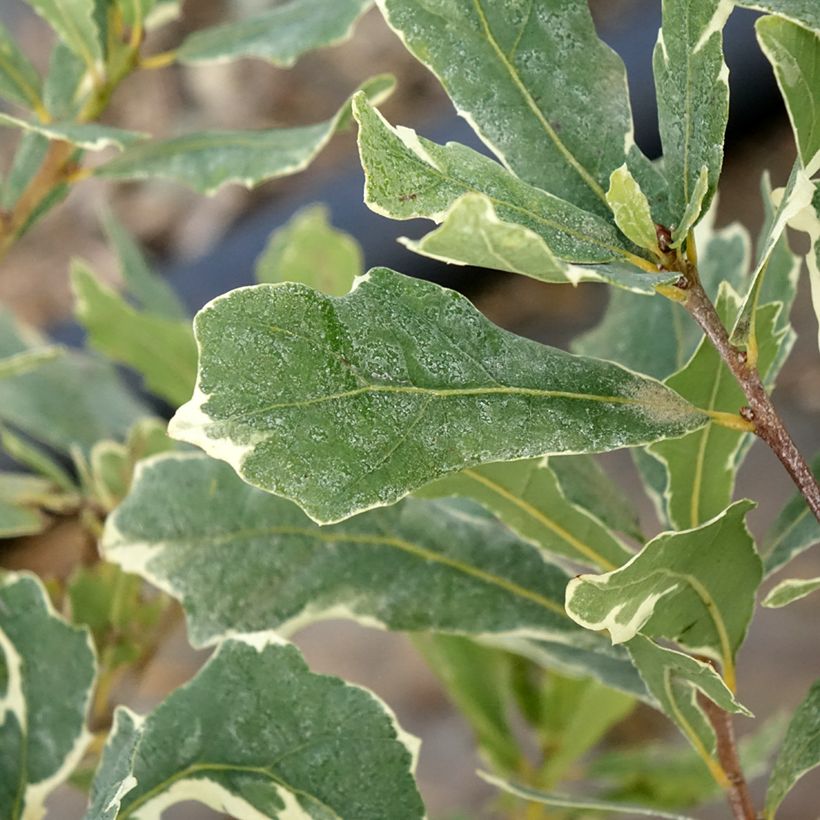 Metsätammi Argenteomarginata (Lehvistö)