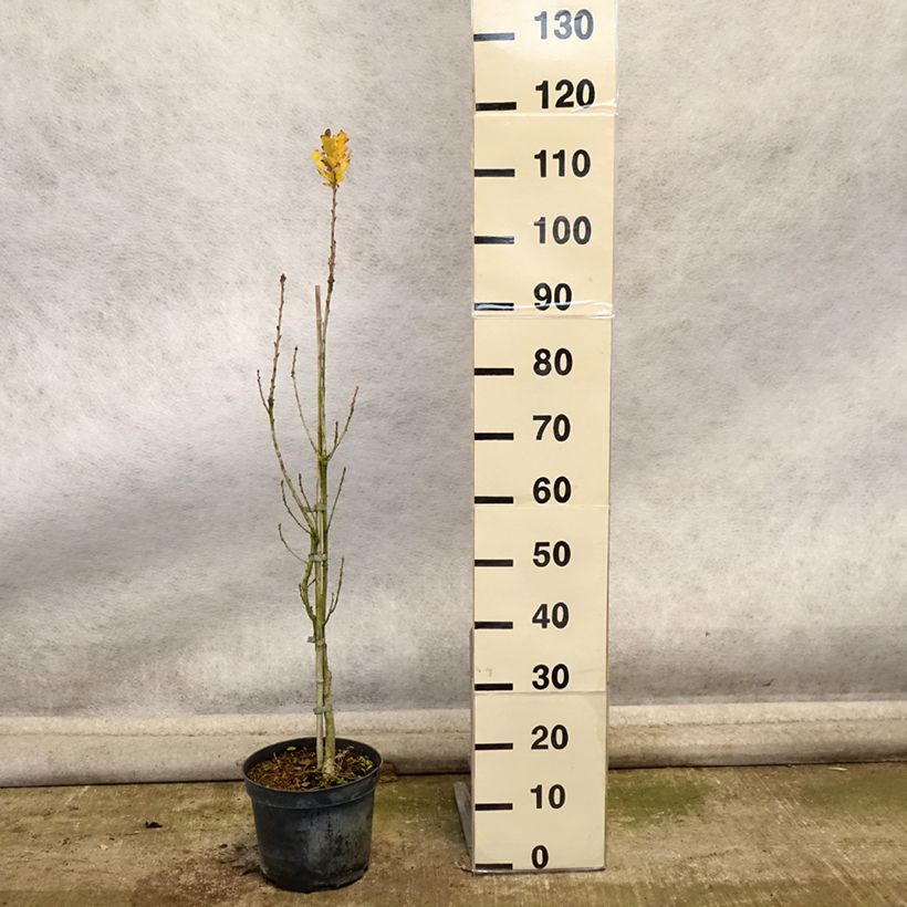 Esimerkki syksyllä toimitetusta Metsätammi Fastigiata 4 litran/5 litran ruukku-taimesta