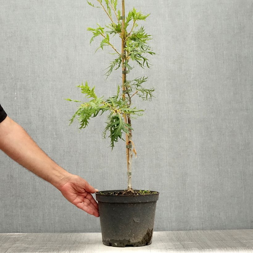 Esimerkki kesällä toimitetusta Metsätammi Miky 4 litran/5 litran ruukku-taimesta