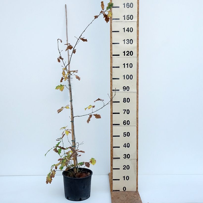 Esimerkki syksyllä toimitetusta Quercus robur - Metsätammi 7,5 litran / 10 litran ruukku-taimesta
