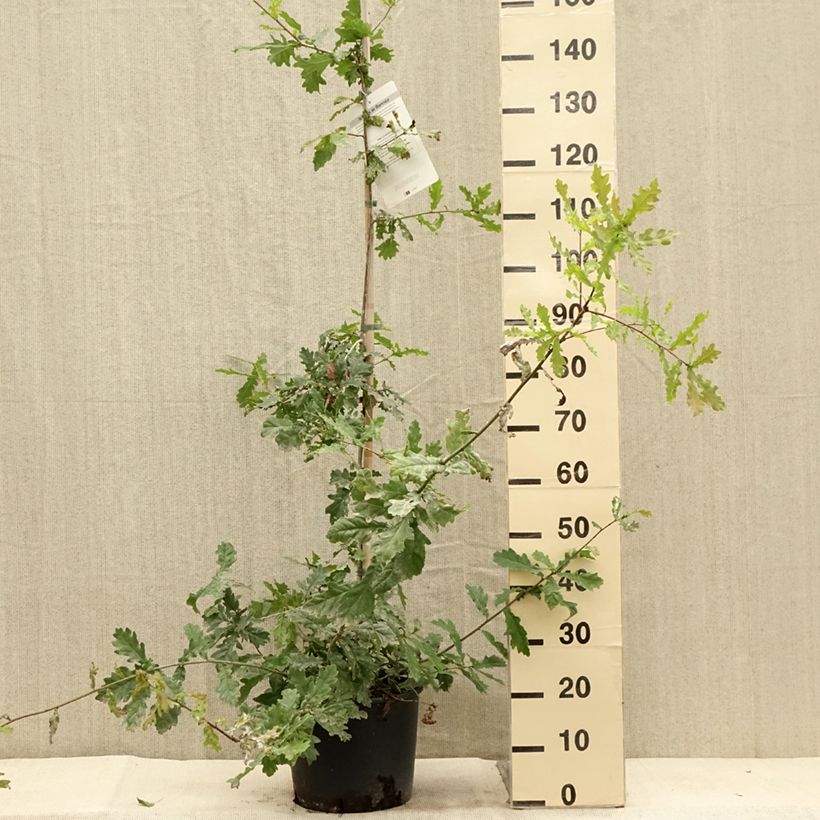 Esimerkki kesällä toimitetusta Metsätammi - Quercus robur Ruukku 7,5L / 10L-taimesta