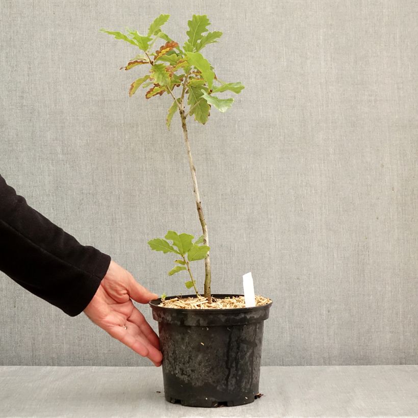 Esimerkki syksyllä toimitetusta Talvitammi - Quercus petraea 2 litran/3 litran ruukku-taimesta