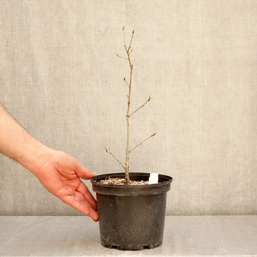 Esimerkki keväällä toimitetusta Talvitammi - Quercus petraea Pot de 2L/3L-taimesta