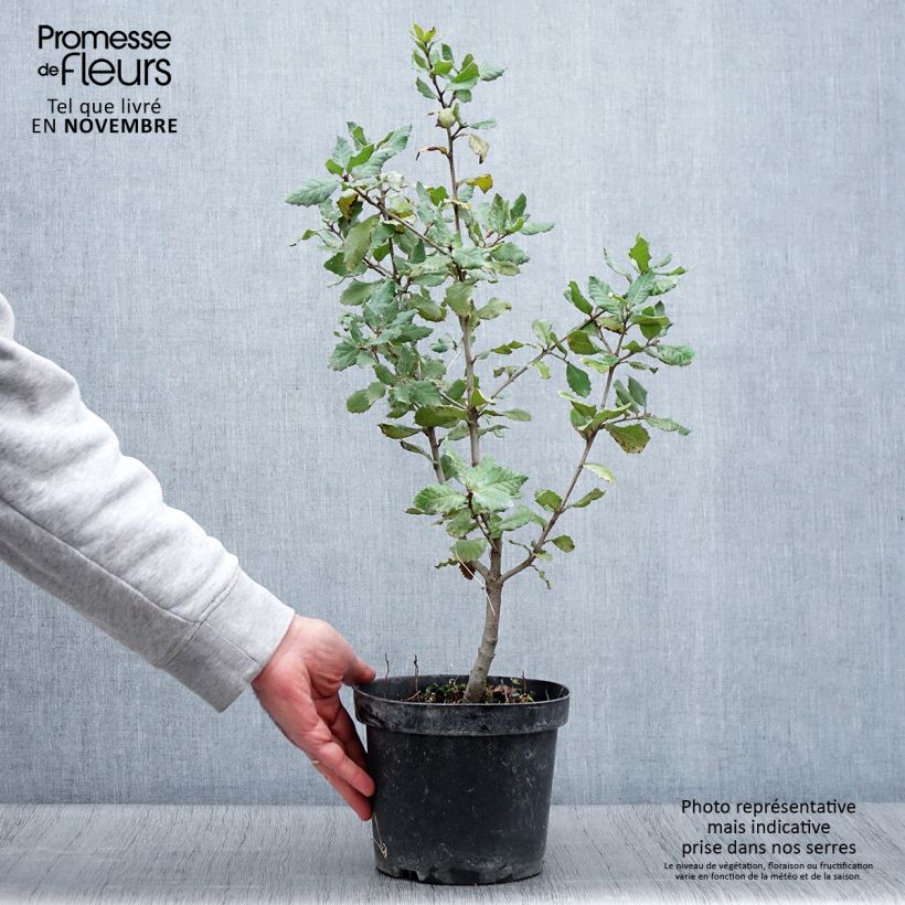 Esimerkki syksyllä toimitetusta Rautatammi - Quercus ilex 3 litran/4 litran ruukku, Pensas-taimesta